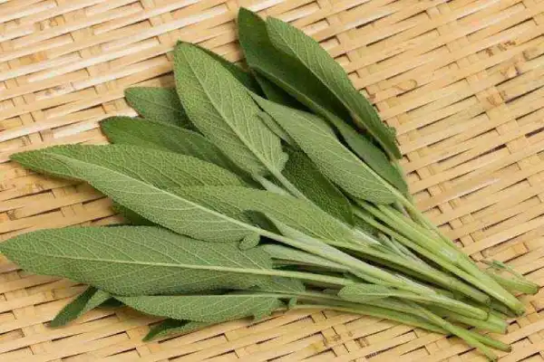 مریم گلی و خواص و کاربردهاش فواید مریم گلی