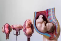 صفر تا 100 حاملگی زنان صفر تا 100 حاملگی زنان