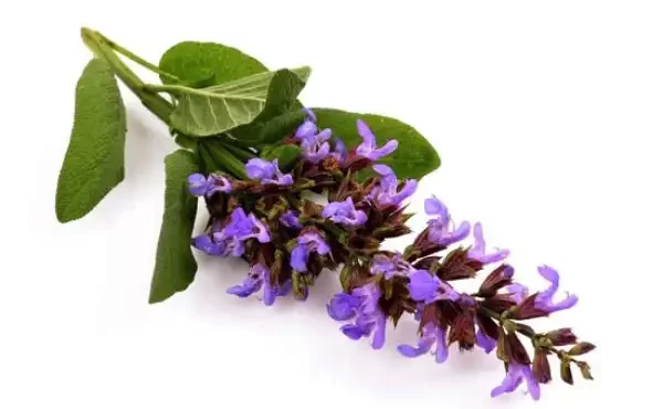 مریم گلی و خواص و کاربردهاش