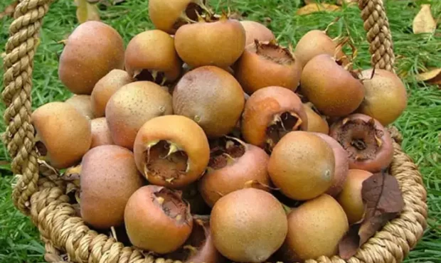خواص ازگیل