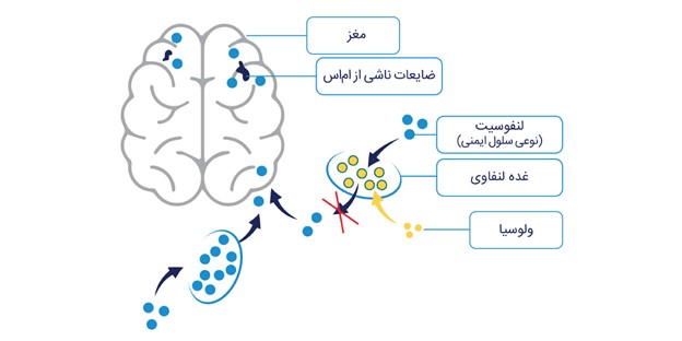 ولوسیا 
