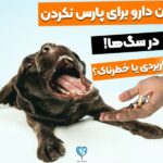 5 تا دارو برای پارس نکردن سگ! خطرناک یا کاربردی؟_671385bd08b02.jpeg