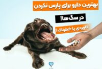5 تا دارو برای پارس نکردن سگ! خطرناک یا کاربردی؟
