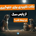 5 نکته کاربردی برای جلوگیری از پارس سگ در شب!_671385ab8ab83.jpeg