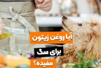 6 فایده روغن زیتون برای سگ!