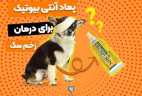 7 تا از بهترین پماد آنتی بیوتیک برای زخم سگ
