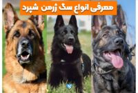 انواع سگ ژرمن؛ معرفی 5 نوع آن به همراه عکس!