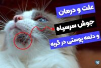 سیر تا پیاز جوش و دلمه پوستی در گربه؛ علائم و دلایل!