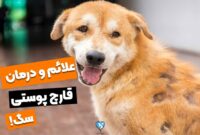 علائم و درمان عفونت قارچ پوستی سگ