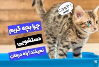 چرا بچه گربه دستشویی نمیکند؟ علت و علائم آن!