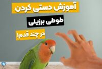 چگونه طوطی برزیلی را دستی کنیم؟ تنها در 9 قدم اهلیش کن!