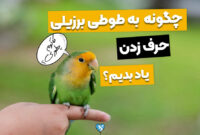 چگونه طوطی برزیلی را سخنگو کنیم؟ تو 6 قدم حرف زدن یادش بده!