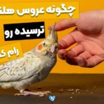 چگونه عروس هلندی ترسیده را رام کنیم؟ تنها در 5 قدم!_671385b08934e.jpeg