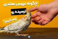 چگونه عروس هلندی ترسیده را رام کنیم؟ تنها در 5 قدم!