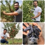 سرمایه گذاری سبز: خرید نهال از رویال نهال