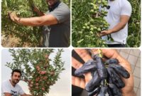 سرمایه گذاری سبز: خرید نهال از رویال نهال