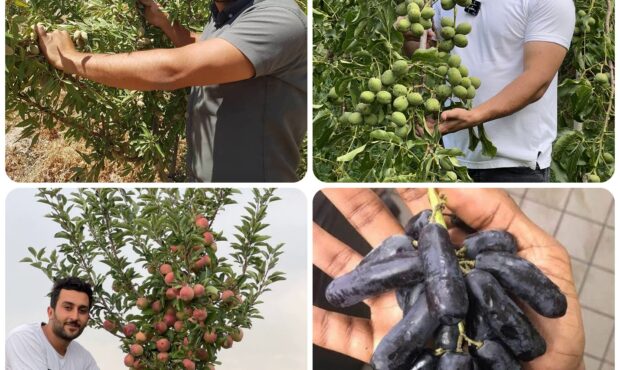 سرمایه گذاری سبز: خرید نهال از رویال نهال