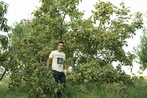 نهال گردو ژنوتیپ 7 رویال