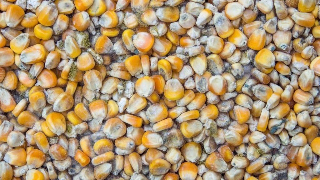 ذرت هایی با افلاتوکسین