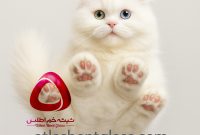 برای ایجاد تفاوت لازم نیست خرج آنچنانی کنی؛ میز جلو مبلی مدرن از پینترست تا خرید اینترنتی میز جلو مبلی خاص و جدید برای خانههای شیک برای ایجاد تفاوت لازم نیست خرج آنچنانی کنی؛ میز جلو مبلی مدرن از پینترست تا خرید اینترنتی میز جلو مبلی خاص و جدید برای خانههای شیک