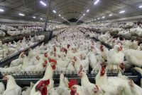 اتحادیه مرغداران تخمگذار بر کشتار مرغها نظارت ندارد اتحادیه مرغداران تخمگذار بر کشتار مرغها نظارت ندارد