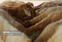 مرز میان دام و انسان؛ خطی که دامپزشکان محافظت میکنند مرز میان دام و انسان؛ خطی که دامپزشکان محافظت میکنند