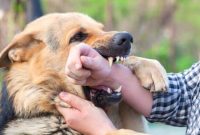 نظر فقه درباره نگهداری از حیوانات خانگی؛ آیا سگ داشتن حرام است؟