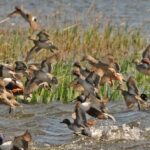 آذربایجان غربی بهشت پرندگان؛ اکوتوریسمی که غفلت می‌شود_69356a29229d5.jpeg