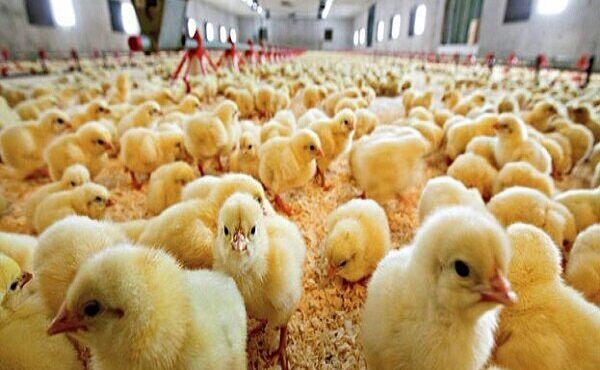 ثبت جوجه‌ریزی ۱۱۵ هزار قطعه‌ای در میامی؛ تحقق تعهد عملکرد