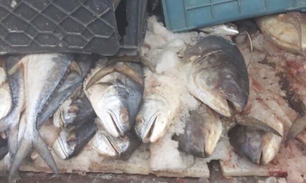 حمزه‌لوییان: یک هزار و ۱۰۰کیلوگرم گوشت ماهی غیر بهداشتی در اراک کشف شد