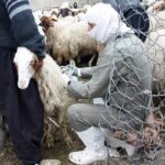 خلیل زاده: واکسیناسیون تب برفکی در دام سبک آذربایجان غربی تسریع یابد خلیل زاده: واکسیناسیون تب برفکی در دام سبک آذربایجان غربی تسریع یابد_692dd572e1d4a.jpeg