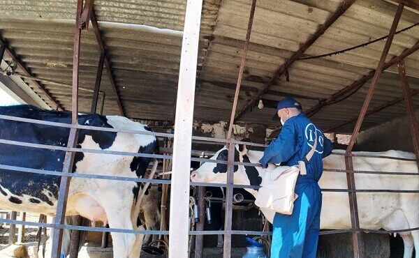 سرگزی:  ۴۷ هزار رأس دام سنگین علیه لمپی‌اسکین واکسینه شدند