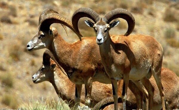 محیط زیست اصفهان: حیات وحش از تب برفکی مصون مانده است