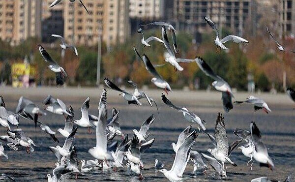 محیط‌زیست اصفهان: صدور مجوز شکار پرندگان به دلیل آنفلوآنزا ممنوع شد