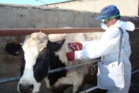 هیئت وزیران، تعرفه جدید خدمات دامپزشکی بخش دولتی را تصویب کرد