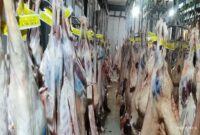 کشتار ۳ هزار دام سبک و سنگین در کشتارگاه گچساران