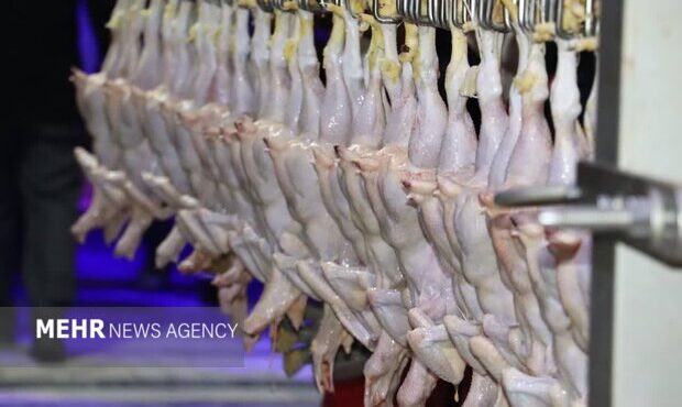 ۲ تن مرغ تاریخ‌گذشته در سردخانه‌های اهواز کشف شد