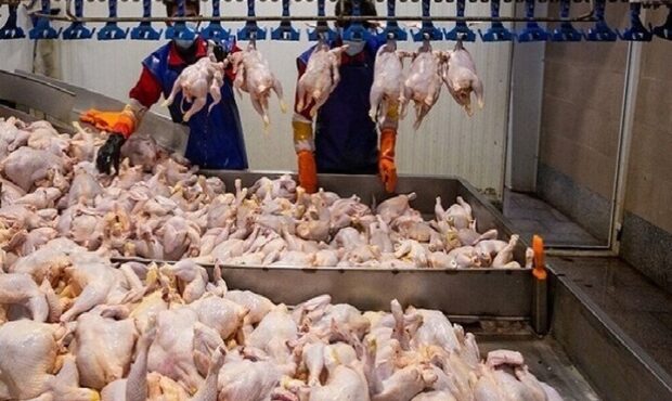اسلامی: روند تأمین گوشت مرغ در مازندران پایدار است