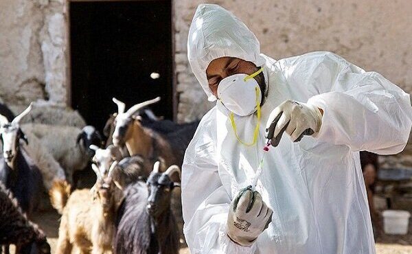 بیش از ۷۵میلیون راس دام کشور با واکسن تولید داخل رایگان واکسینه می‌شود