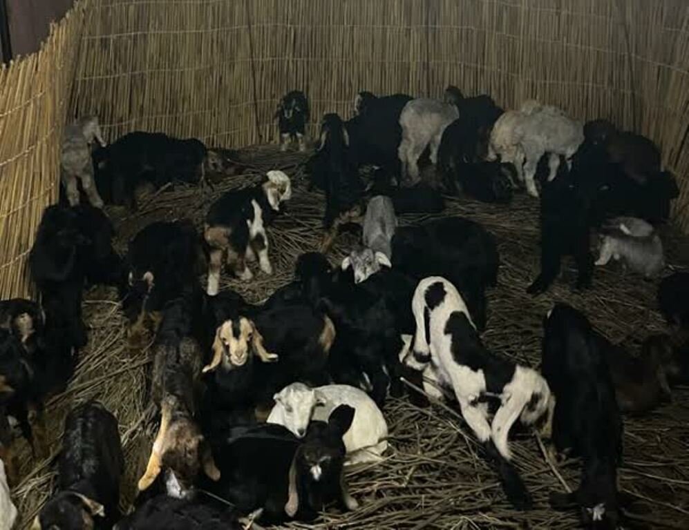 بیماری‌یابی دام در مناطق عشایرنشین «بن‌بید» دشتی انجام شد