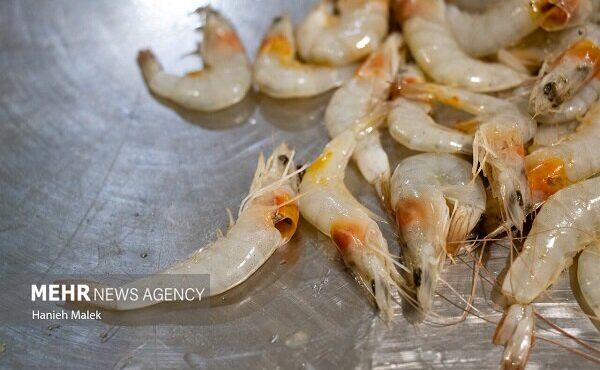تولید میگو در کشور افزایش یافت