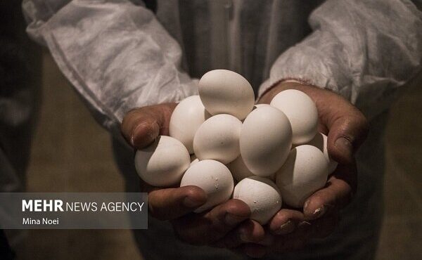 خانزاده: برای هزار و ۷۳۰ تن تخم مرغ مازاد کاشمر مجوز خروج صادر شد