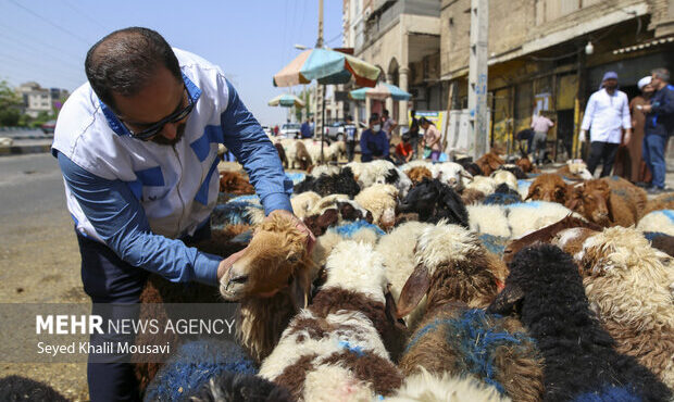 رهنما: خدمات رایگان دامپزشکی استان بوشهر در دهه فجر ارائه می شود