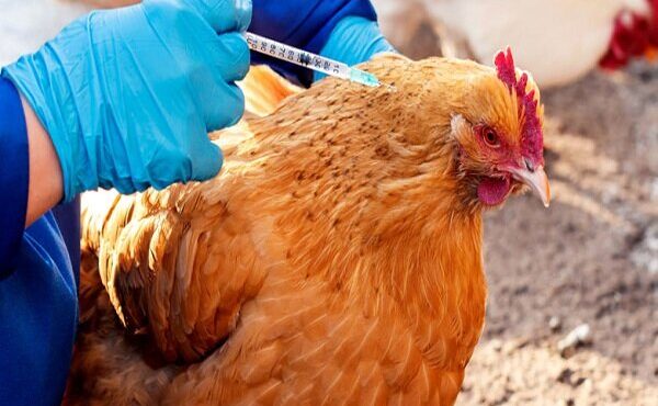 واکسیناسیون طیور روستایی خوزستان آغاز شد