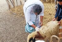 پوشش کامل پیش‌بینی واکسیناسیون طاعون نشخوارکنندگان کوچک در قزوین