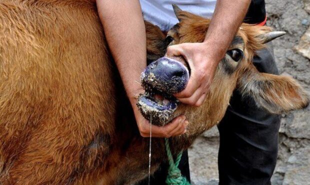 ۱۲ کانون سویه غیربومی تب برفکی در خراسان رضوی شناسایی شد