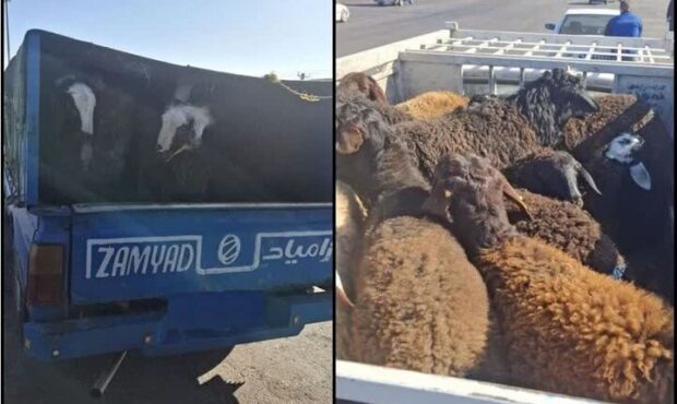 توقیف احشام قاچاق به ارزش یک میلیارد ریال در رباط کریم