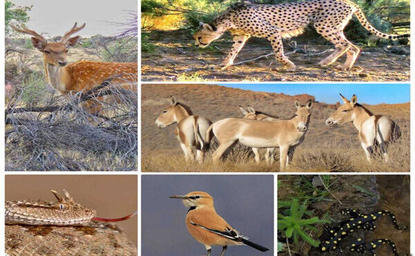 سیستم پایش بیماری‌های حیات‌وحش برای نخستین بار در تهران راه‌اندازی شد