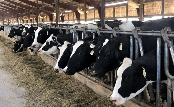 فتح بازار مگافارم‌های ایران توسط یک شرکت دانش بنیان