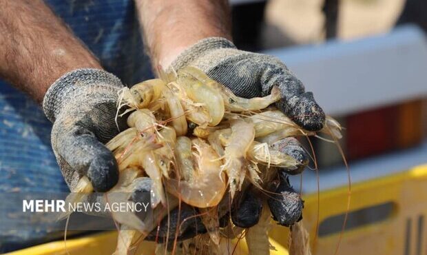مدیر کل دامپزشکی بوشهر: ۳۰ هزار تن میگو در استان بوشهر برداشت شد